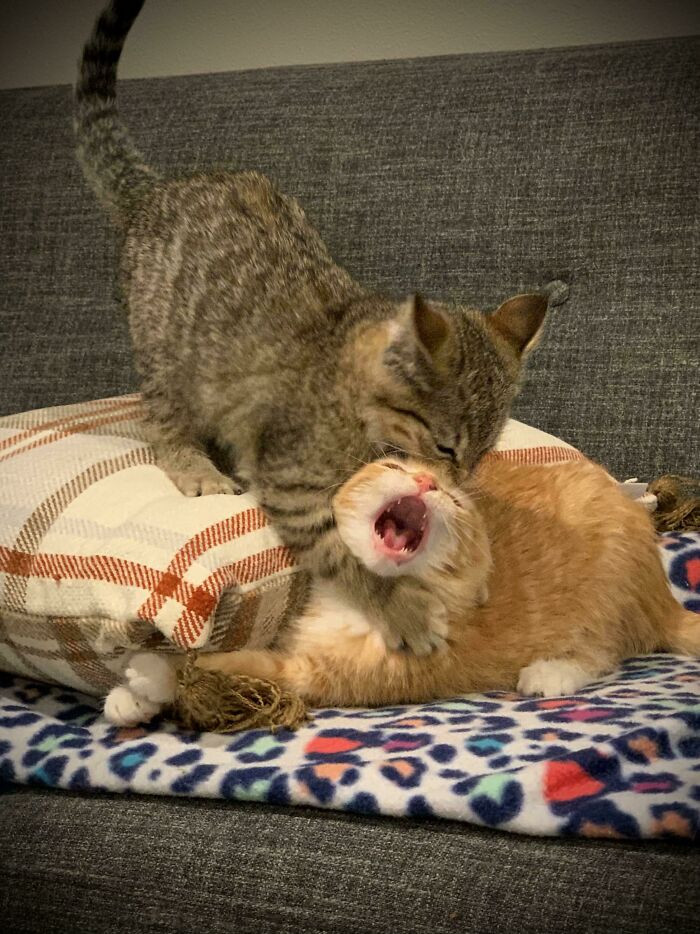 "Unexpected Betrayal"