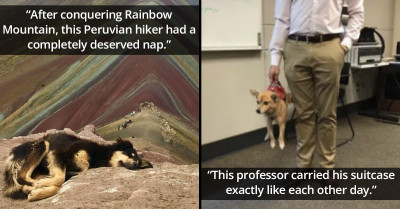 11 Funny And Adorable Doggo Posts From Social Media That Will Lift Your Spirits