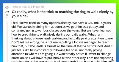 Dog Owner Ask Redditors About The Best Way To Train Her German Shepherd Mix To Walk “Nicely”