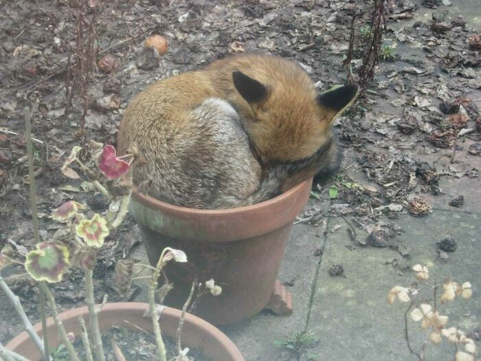 20. Fox Taking a Nap in a Flowerpot