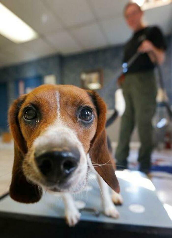 41. Elvis can detect polar bear pregnancy with an accuracy of 97%. Amazing!