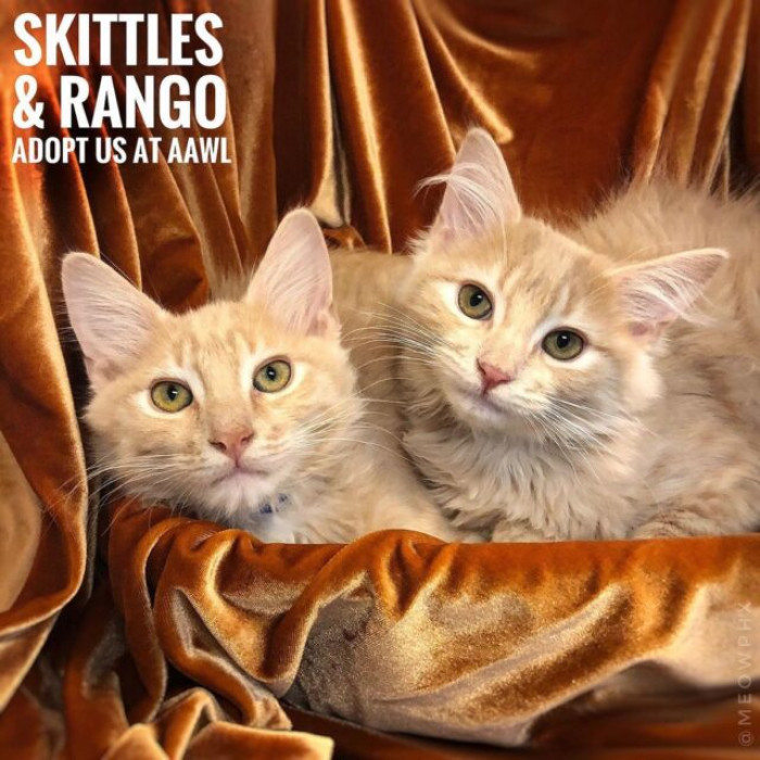 The best way is to be a cat person, more than to be a photographer