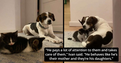 Dog Morning For His Best Friend Meets A Tiny Kitten And Immediately Takes Her Under His Wing
