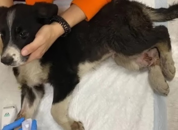 X-rays, abdominal ultrasounds, and cardiac ultrasounds were all done right away by veterinarians