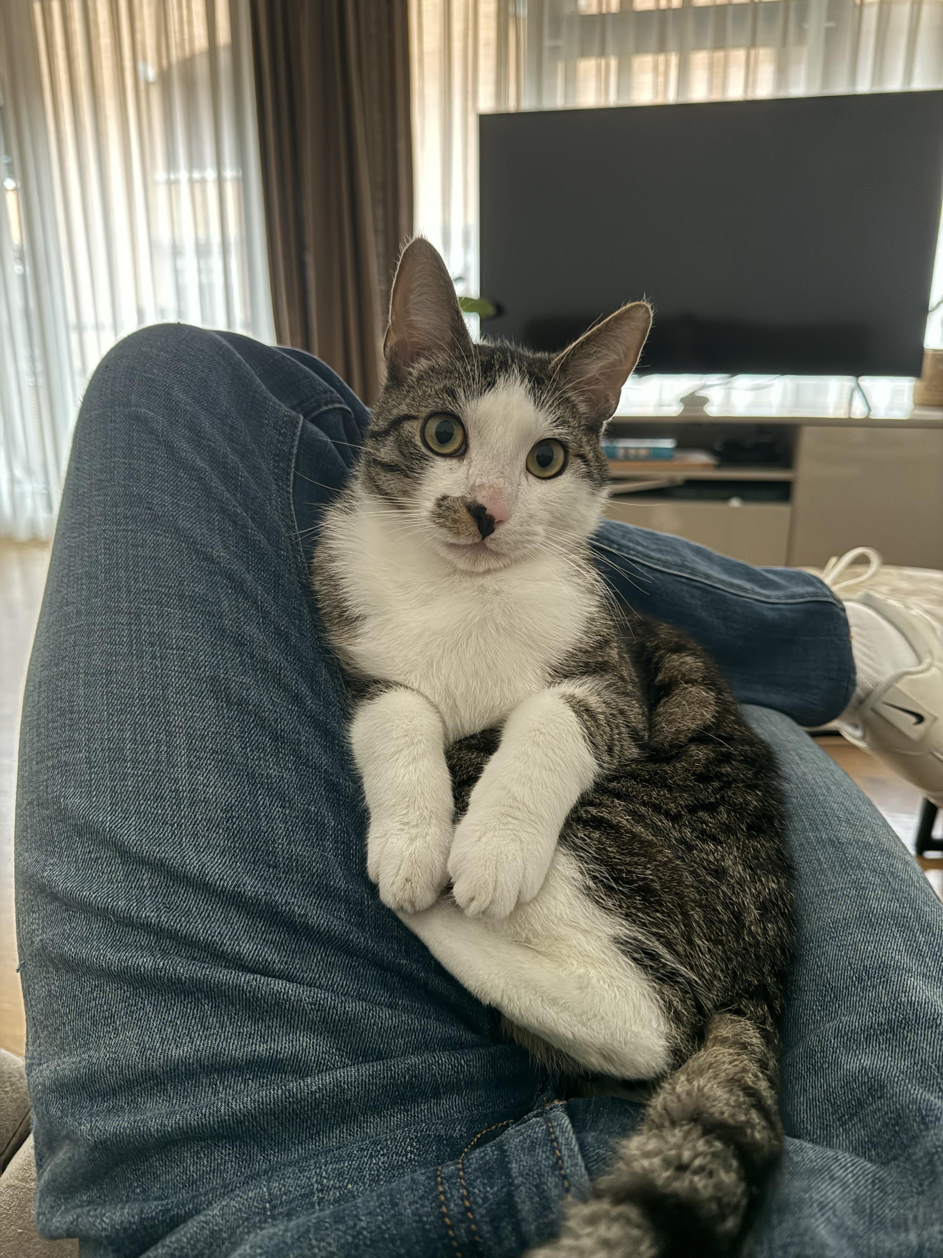 The OP obliged when they were asked to pay the cat tax.