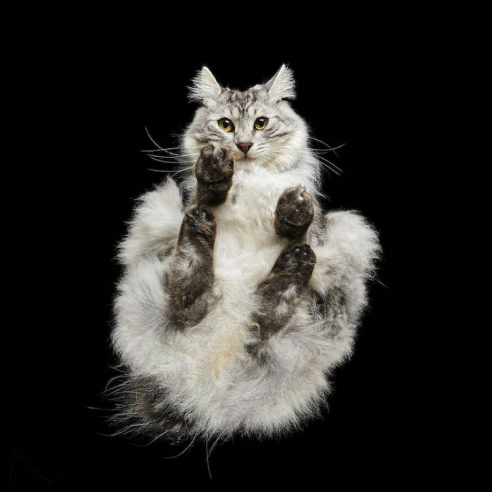 20. This cat seems to be the king of his kingdom