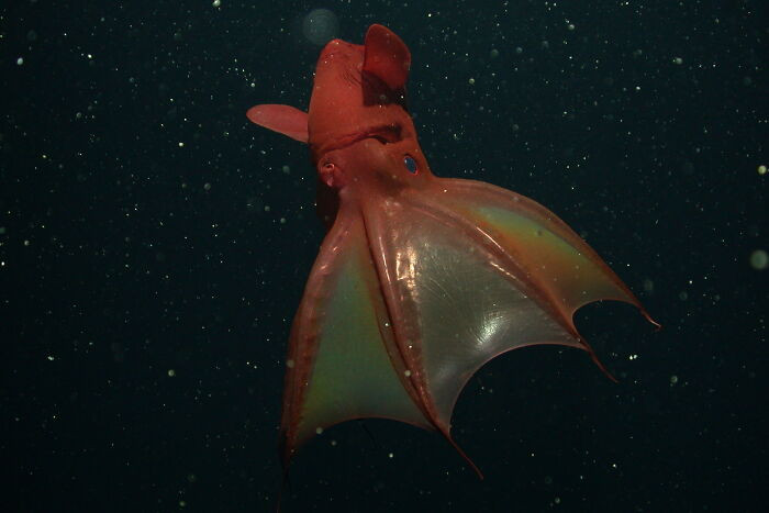 Vampire Squid