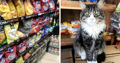We All Love Bodega Cats, And These Are Some Of The Most Charming We’ve Seen