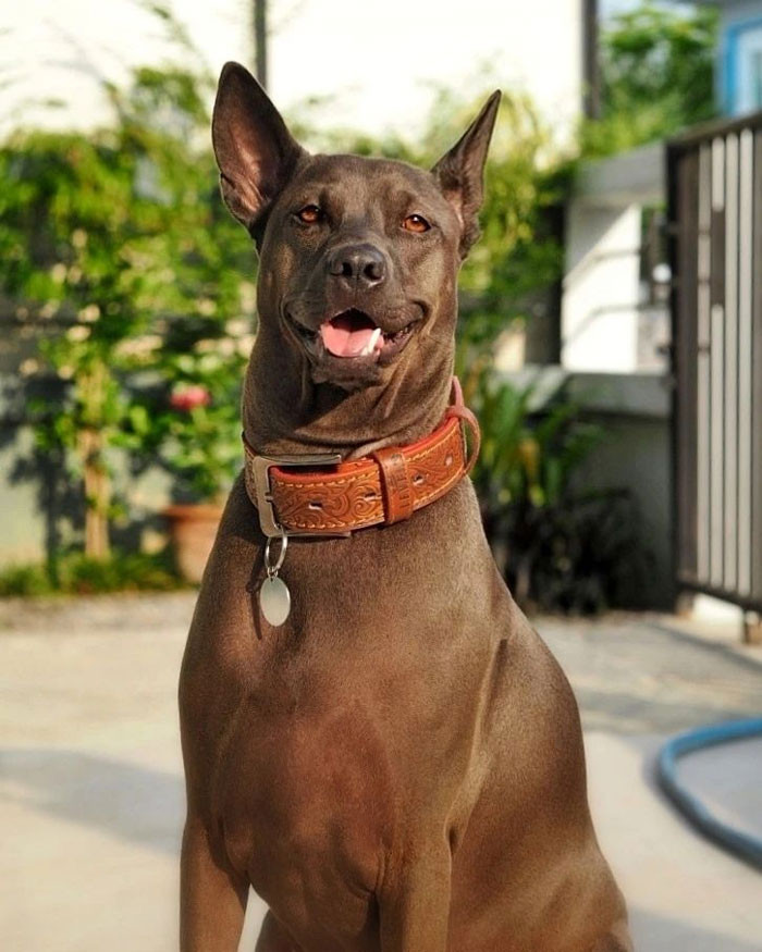 6. Thai Ridgeback