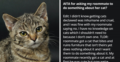 Roommate Asks If They're Wrong To Tell Cat Owner To Do Something About Their Pet Destroying The Furniture