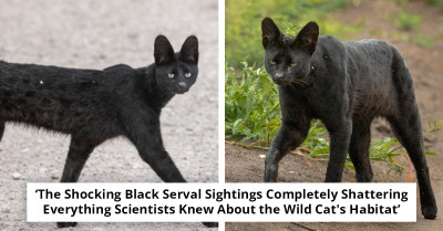This Rare African Wild Cat Keeps Turning Up in Surprising Locations