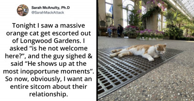 Persimmon The Cat Wins The Internet When She Tries To Steal The Show And Shows Up At The Most "Inopportune Moment"