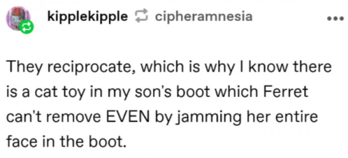 8. A cat toy in my son's boot