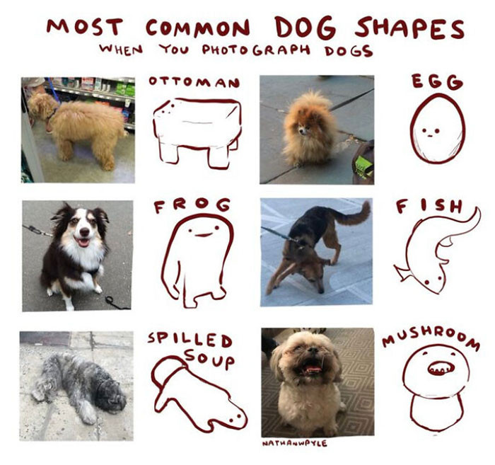 25. Most Common Dog Shapes