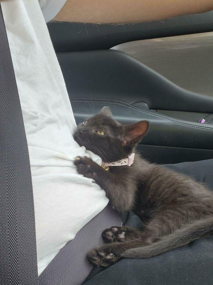 28. The Way My New Kitten Was Looking At My Husband On The Way Home