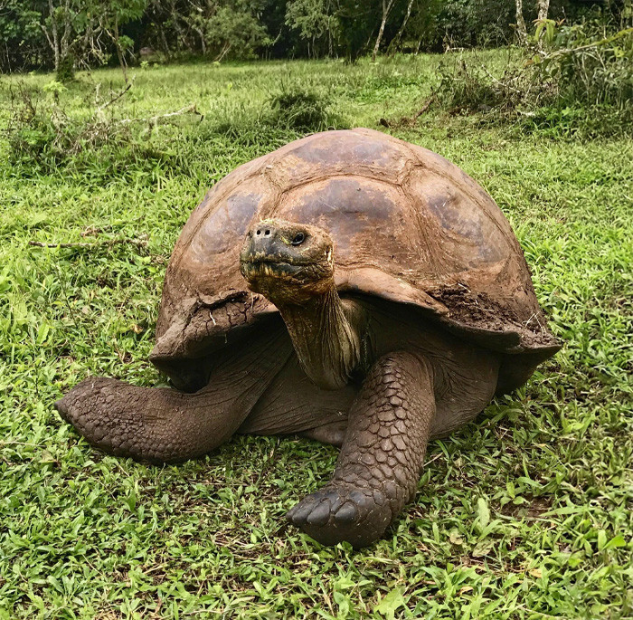 Galapagos Giant Tortoise