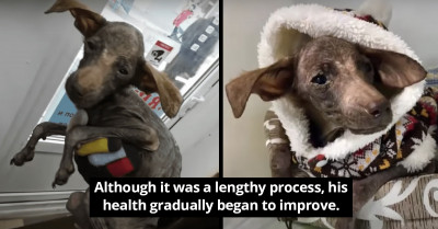 The Heartwarming Story Of How Rescuers Completely Changed This Sickly Dog’s Life