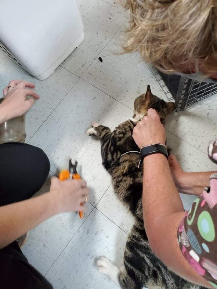 And it was just in time because the poor cat spent three days with his head in a jar