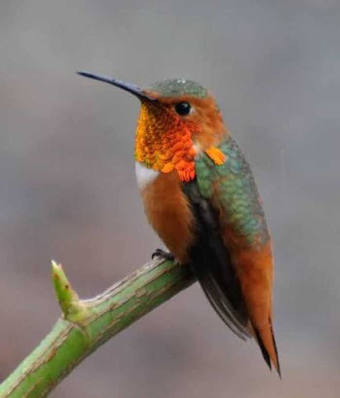 24. Allen's hummingbird