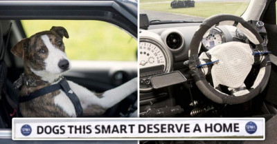 Shelter Dogs In New Zealand Learn How To Drive An Actual Car To Show That All Dogs Deserve A Loving Family