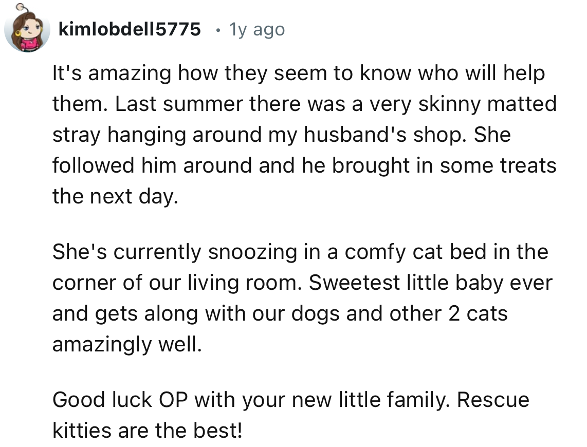 “Good luck, OP, with your new little family. Rescue kitties are the best!”