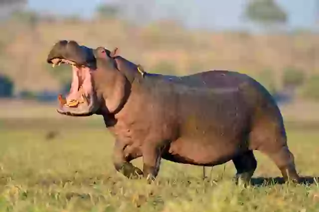 Reddit users have shared how surprisingly dangerous hippos are.