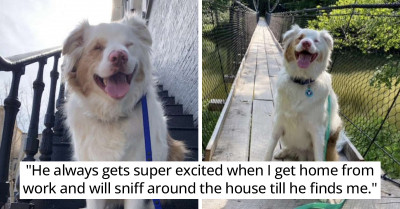 Blind And Deaf Dog Gets Rescued And Waits For The Day’s End So He Can Sniff Around For His Mom