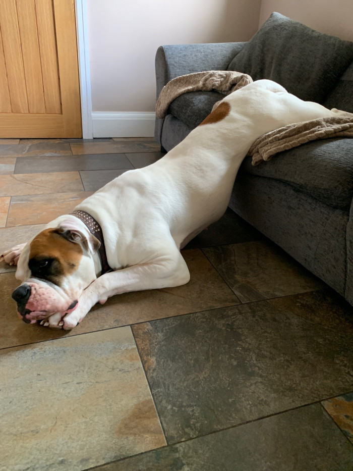 Bonus: Not the smartest but maybe not the dumbest