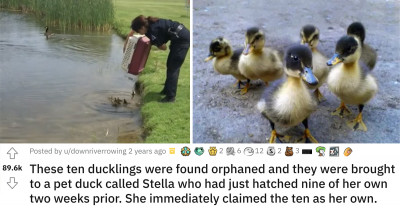 Sweetest Thing Happens As Officer Drops Ten Orphaned Ducklings In A Pond And Mother Duck Adopts Them