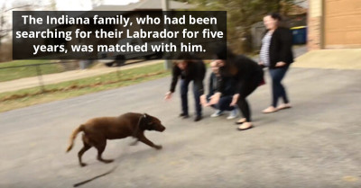 Teary Moment Family Gets To Reunite With Their Chocolate Labrador That Was Missing For Five Whole Years