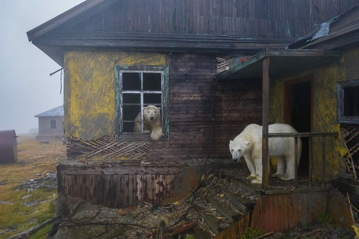 3rd Place Conservation (Impact) Photographer Of The Year 2022 - Dmitry Kokh