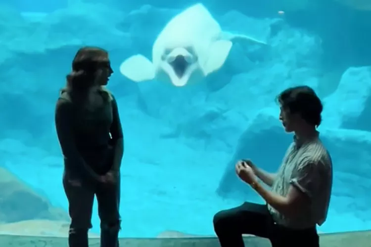Gavin Hulberg pops the question to Olivia Walsh while a beluga whale named Qinu looks on.