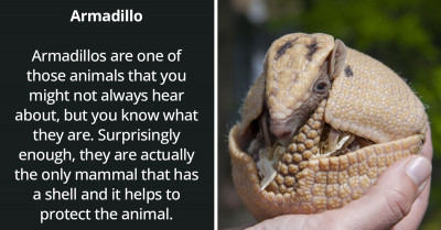 Four Of The Coolest Animals That Have Shells You May Not Have Known About