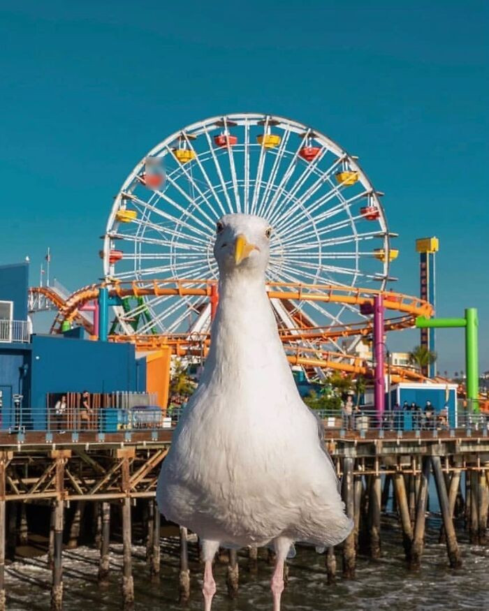 When the amusement park crowns you king of the boardwalk