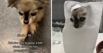 Doggo Folks Are Seething Over People Who Refuse To Score Dogs Beyond 10, So They Decided To Hijack The "She's A 10, But" Trend