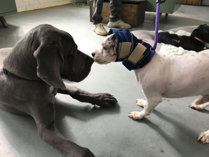 The therapy dogs were gentle with Sang Su while he wore his head wrap to protect his still-healing ears