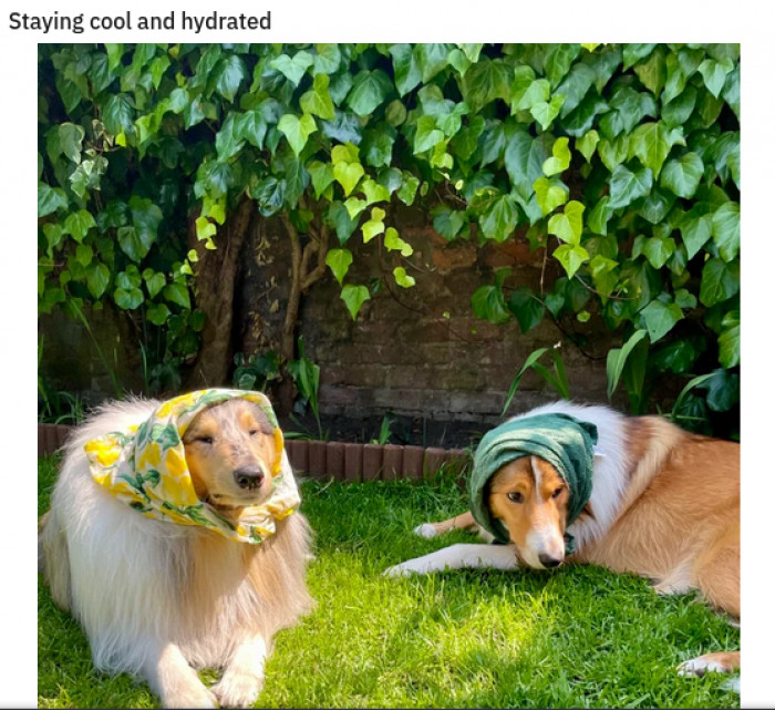 10. They look ready for tea time.