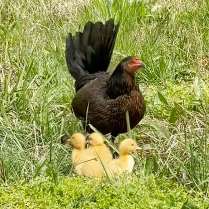 Keeping up with the joke, Lucero posted a video of her chicken next, claiming it hatched ducklings. What do they feed the animals on this farm?