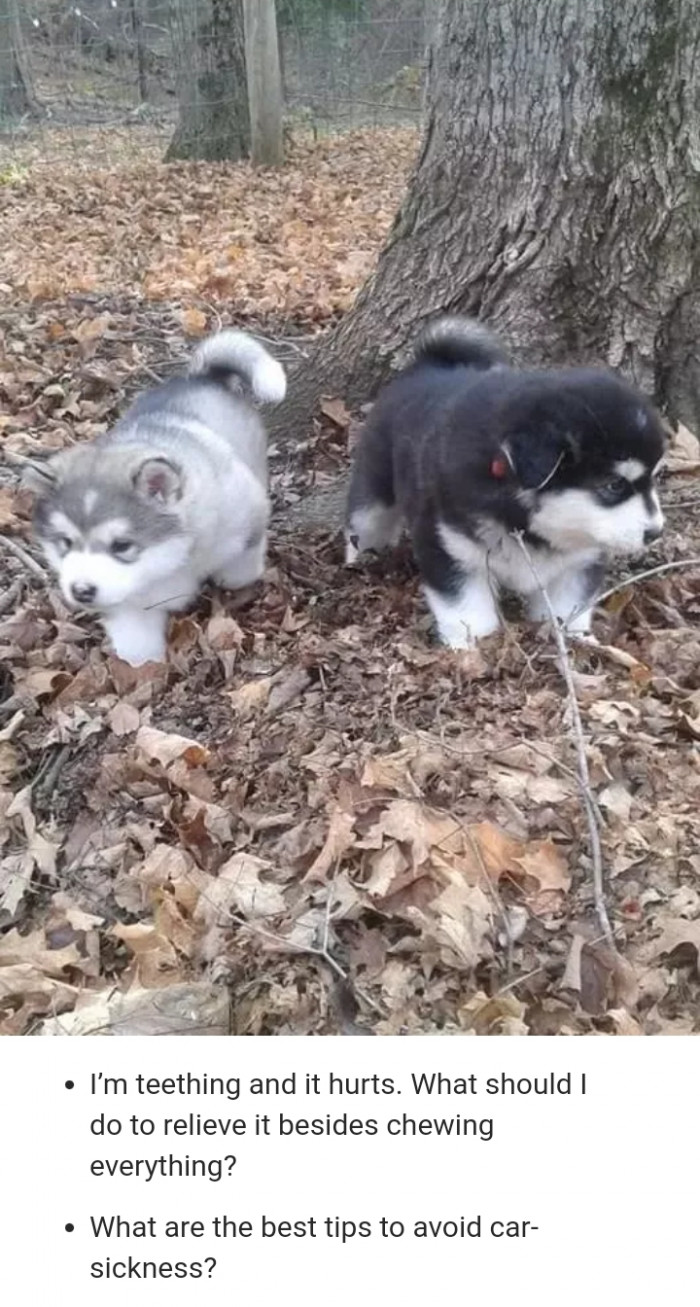 Another dog-themed forum entry, “All about my person” caption repeated in thread