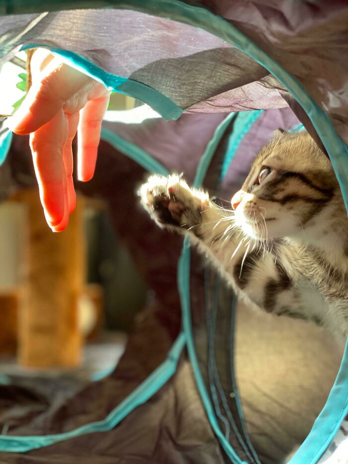 29. The Creation Of Kitten