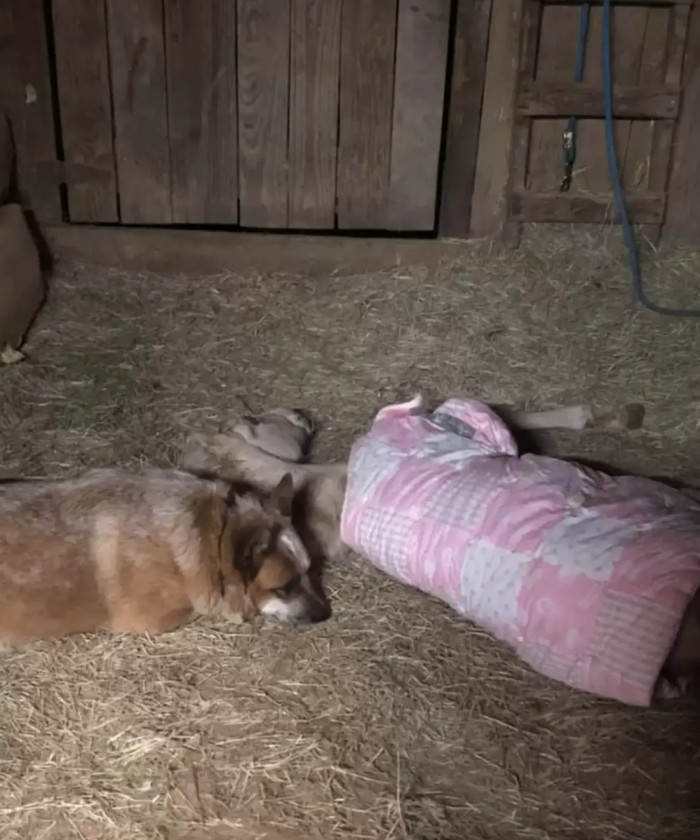 According to Swindle, the dog treated the foal as if it were his baby.