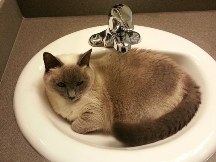 10. What, hooman? I like it here, can't you tell?