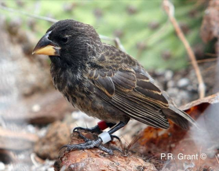 This Is The New Bird Species “Big Bird” Which Has Evolved on Galapagos