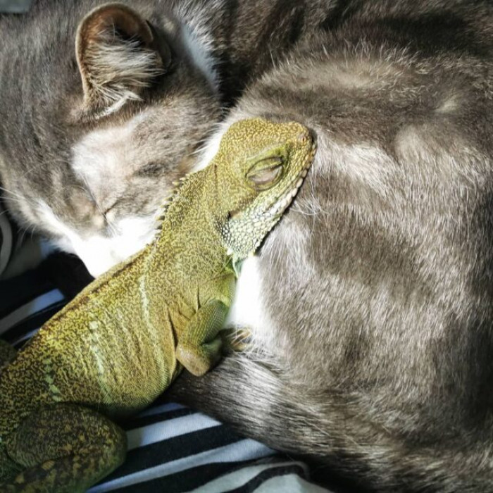 The lizard finds a comfy napping place on this cat's body