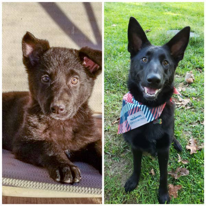 9. Sasha is now a fully grown German Shepherd.
