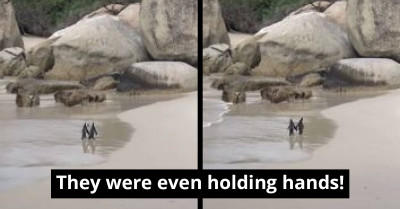 Viral Video Of A Penguin Couple Taking A Romantic Walk On The Beach Conquers The Internet