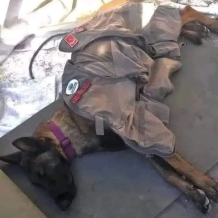 The dog settled down to sleep after being exhausted from 56 hours of non-stop rescue operations