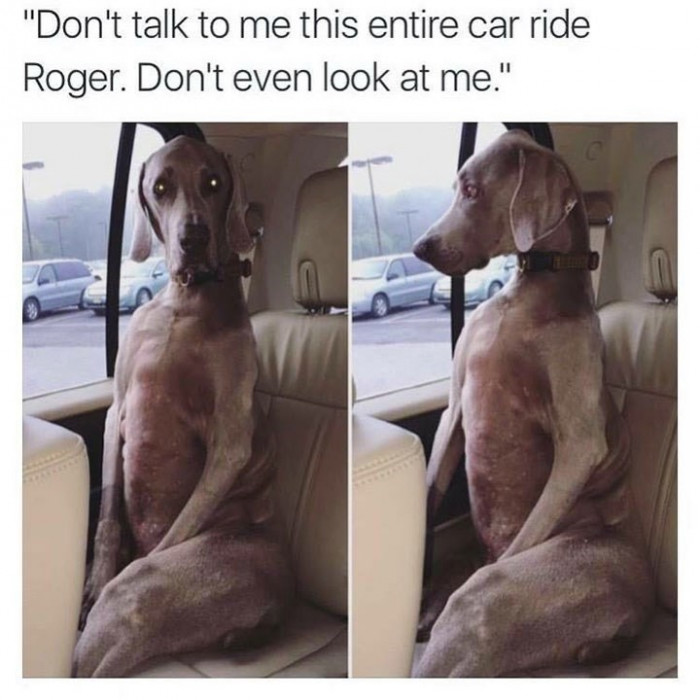 24. When your dog is more of a human than a doggo