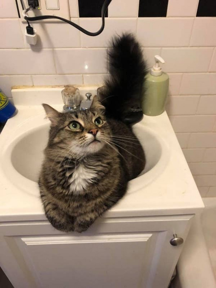 Little fluff owns the sink.