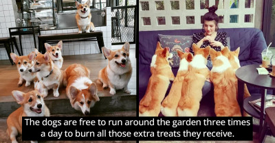 A Dozen Corgis Run The Show At The Corgi In The Garden Cafe In Thailand